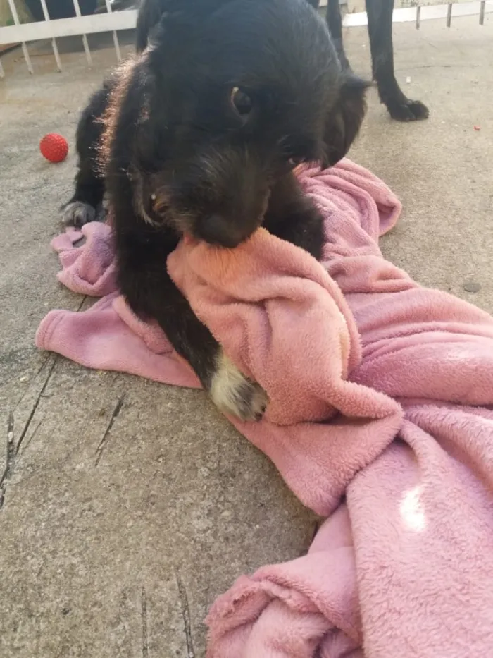 Cachorro ra a SRD  idade 3 anos nome Hope