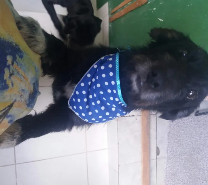 Cachorro ra a SRD  idade 3 anos nome Hope