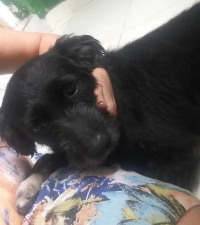 Cachorro ra a SRD  idade 3 anos nome Hope
