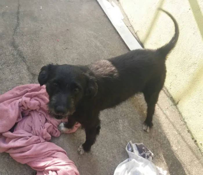 Cachorro ra a SRD  idade 3 anos nome Hope
