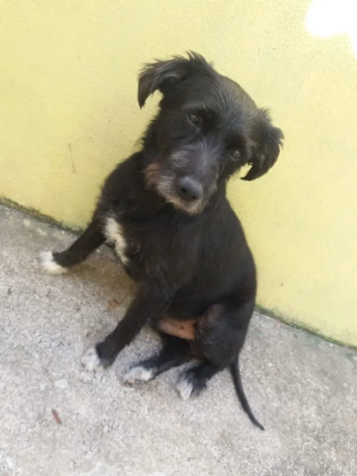 Cachorro ra a SRD  idade 3 anos nome Hope