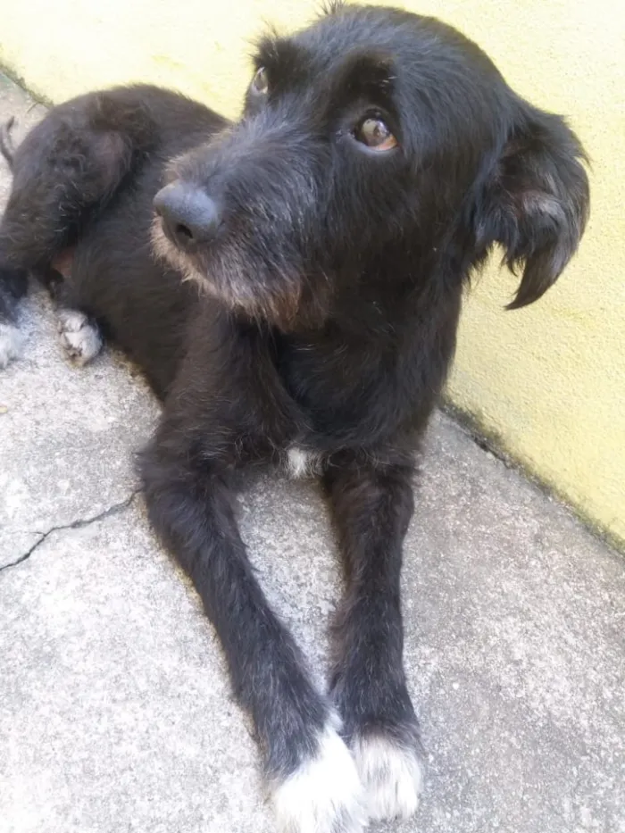 Cachorro ra a SRD  idade 3 anos nome Hope