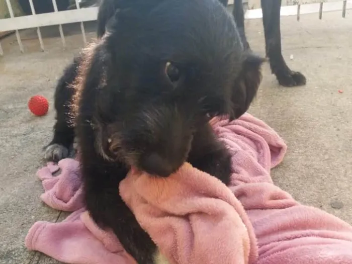 Cachorro ra a SRD  idade 3 anos nome Hope