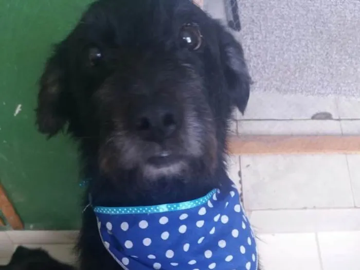 Cachorro ra a SRD  idade 3 anos nome Hope