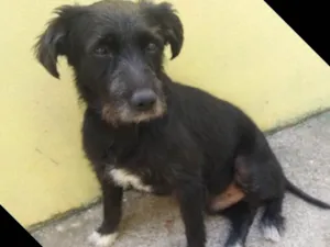 Cachorro raça SRD  idade 3 anos nome Hope