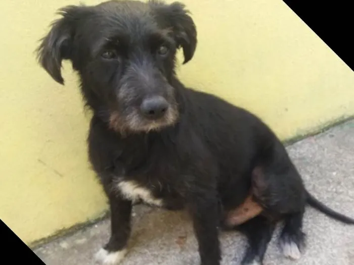 Cachorro ra a SRD  idade 3 anos nome Hope