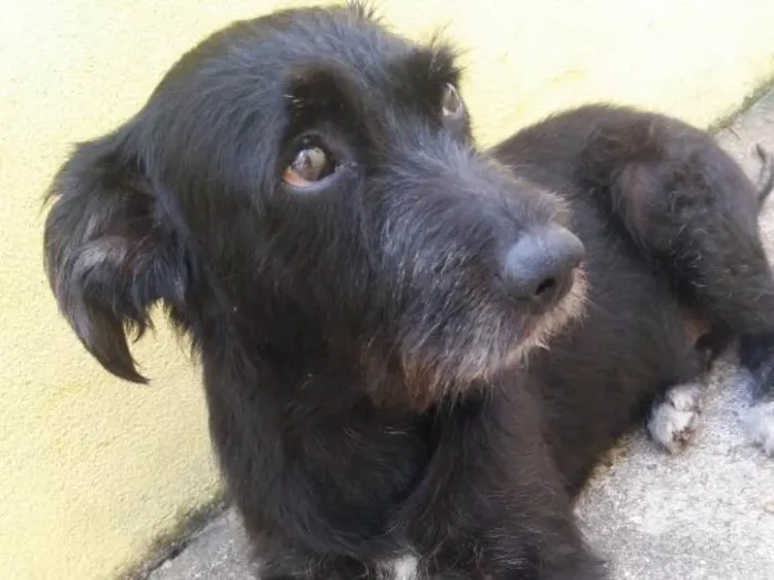 Cachorro ra a SRD  idade 3 anos nome Hope