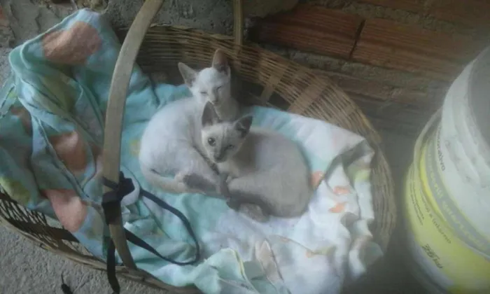 Gato ra a  idade 2 a 6 meses nome Gatinhos Machos