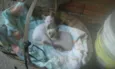 Gatinhos Machos