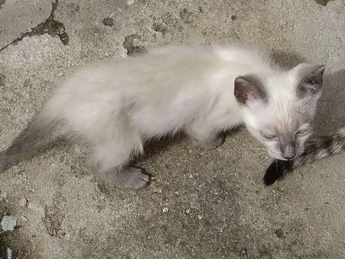 Gato ra a  idade 2 a 6 meses nome Gatinhos Machos