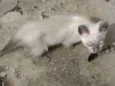 Gatinhos Machos
