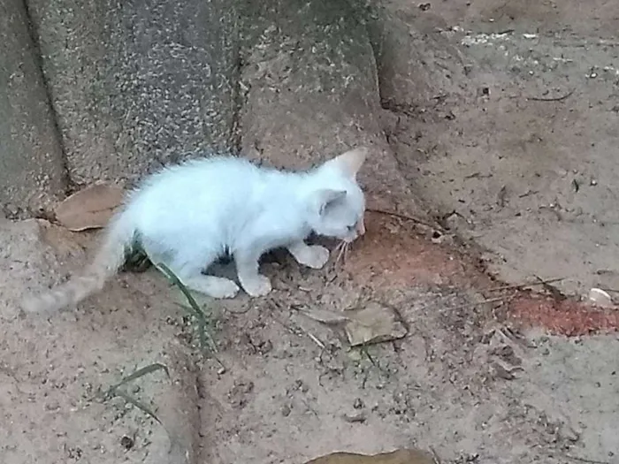 Gato ra a  idade 2 a 6 meses nome Gatinhos Machos