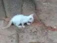 Gatinhos Machos