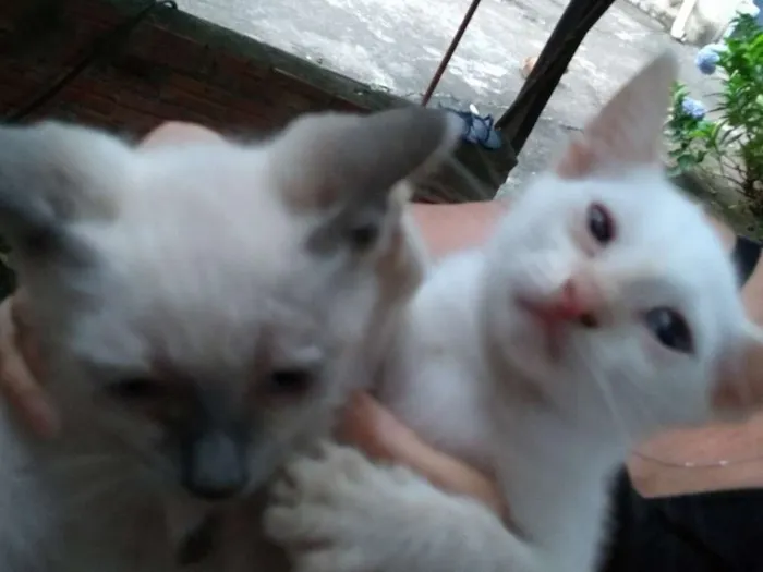 Gato ra a  idade 2 a 6 meses nome Gatinhos Machos
