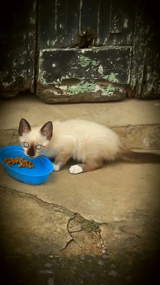 Gato ra a Siames idade Abaixo de 2 meses nome Não sei