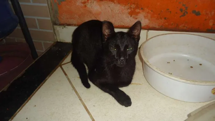 Gato ra a Vira Lata idade 7 a 11 meses nome Sem nome 