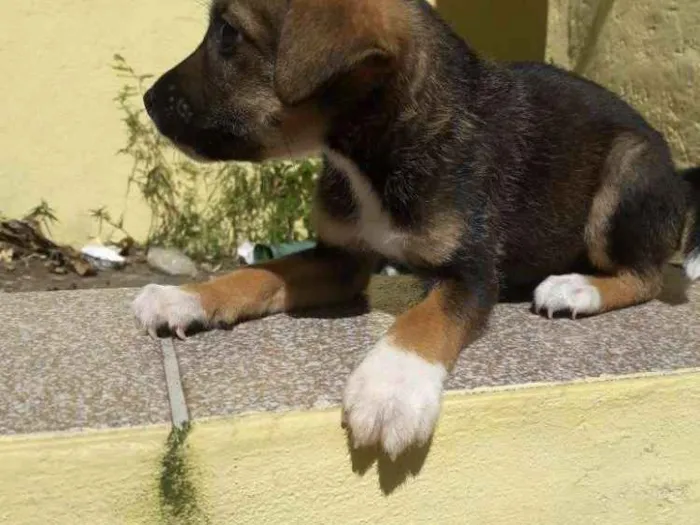 Cachorro ra a  idade Abaixo de 2 meses nome Não tem ainda