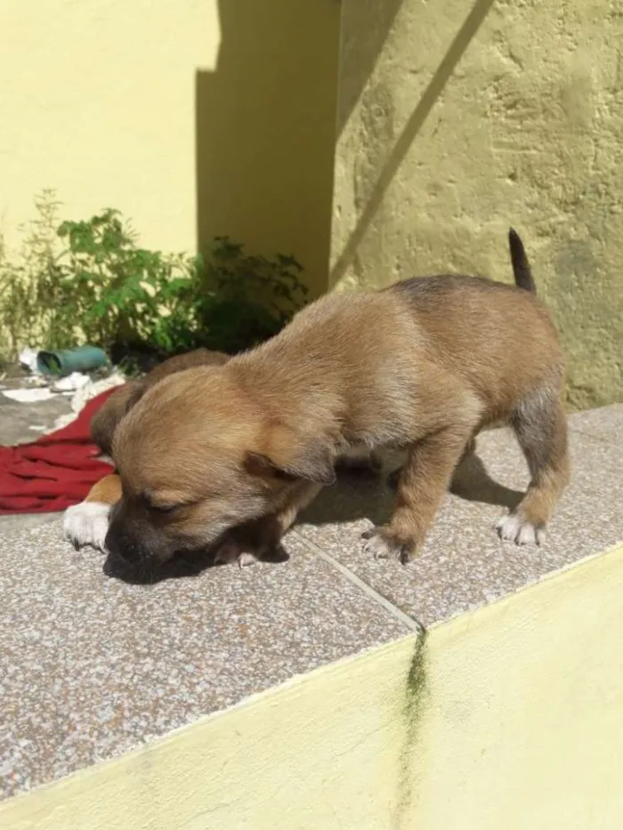 Cachorro ra a  idade Abaixo de 2 meses nome Não tem ainda