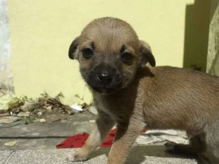 Cachorro ra a  idade Abaixo de 2 meses nome Não tem ainda