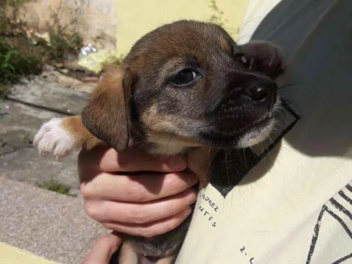 Cachorro ra a  idade Abaixo de 2 meses nome Não tem ainda