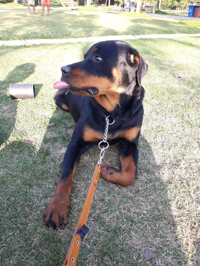 Cachorro raça Rotwailler  idade 2 anos nome Simba