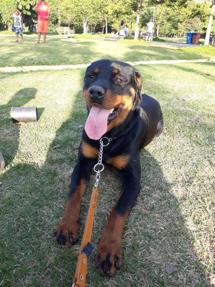 Cachorro raça Rotwailler  idade 2 anos nome Simba