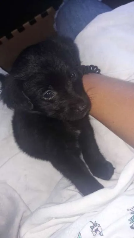 Cachorro ra a Poodle com fox idade Abaixo de 2 meses nome Max