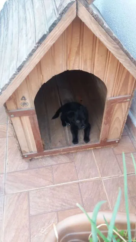 Cachorro ra a Poodle com fox idade Abaixo de 2 meses nome Max