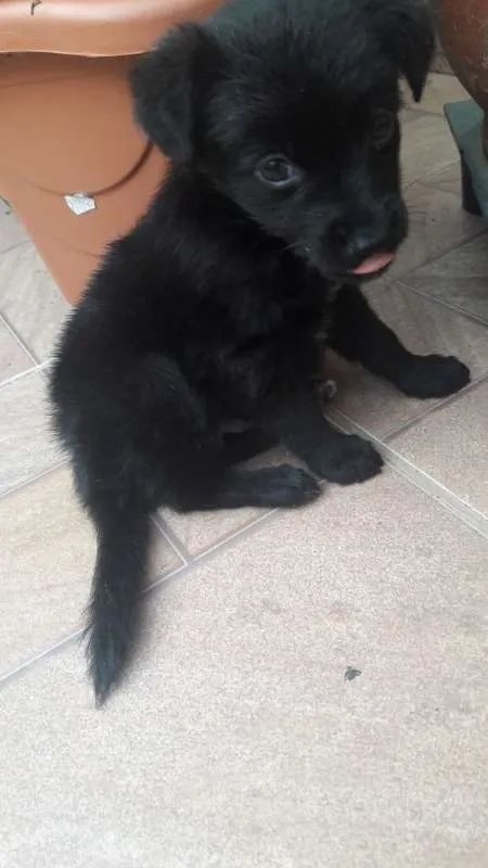 Cachorro ra a Poodle com fox idade Abaixo de 2 meses nome Max