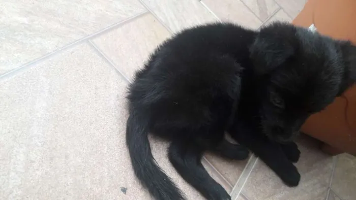 Cachorro ra a Poodle com fox idade Abaixo de 2 meses nome Max
