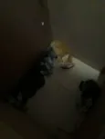 Gatinhos fofos