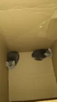 Gatinhos fofos