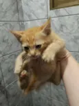 Gatinhos fofos