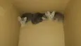 Gatinhos fofos