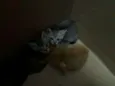 Gatinhos fofos