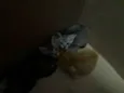 Gatinhos fofos