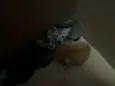 Gatinhos fofos