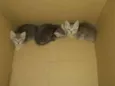 Gatinhos fofos