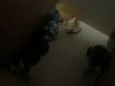 Gatinhos fofos