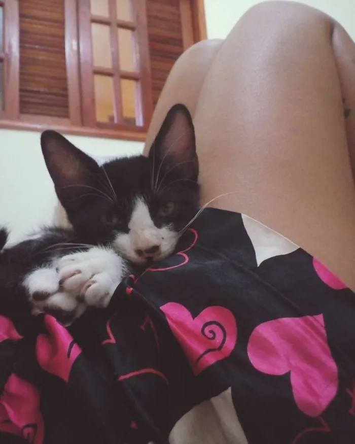 Gato ra a não sei idade 2 a 6 meses nome sem nome