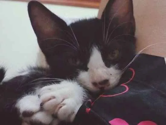 Gato ra a não sei idade 2 a 6 meses nome sem nome