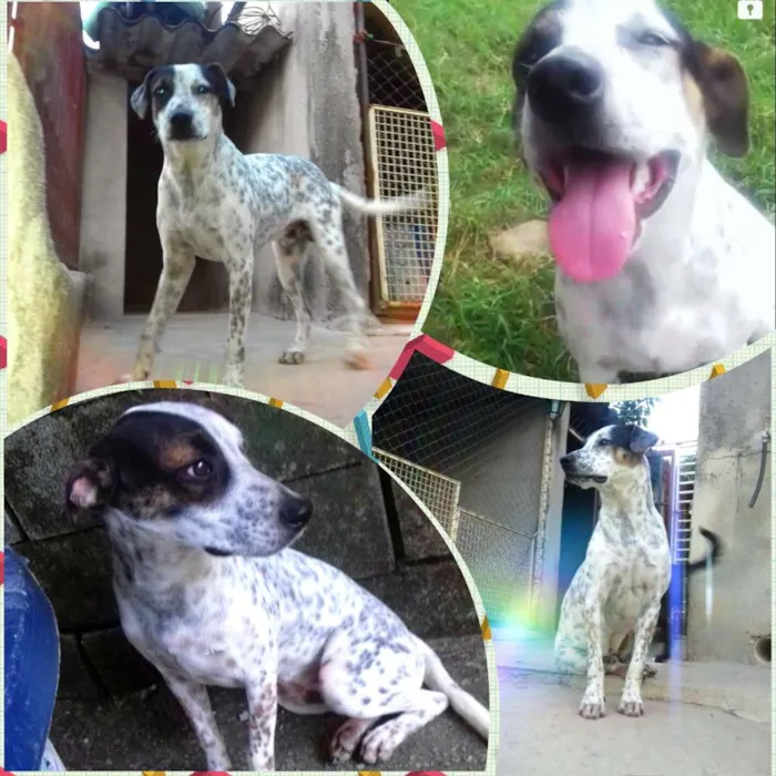 Cachorro raça SRD idade 7 a 11 meses nome Xodó