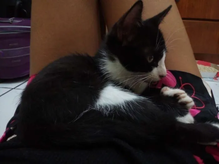 Gato ra a não sei idade 2 a 6 meses nome sem nome