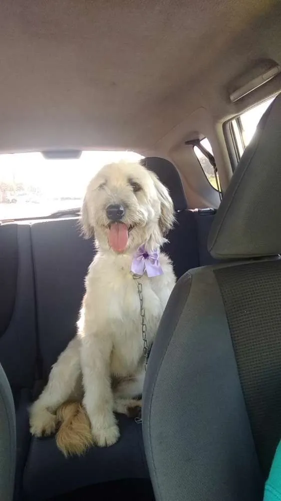 Cachorro ra a Não definida idade 2 anos nome Melissa