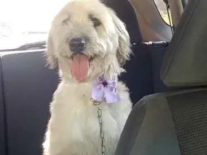 Cachorro raça Não definida idade 2 anos nome Melissa