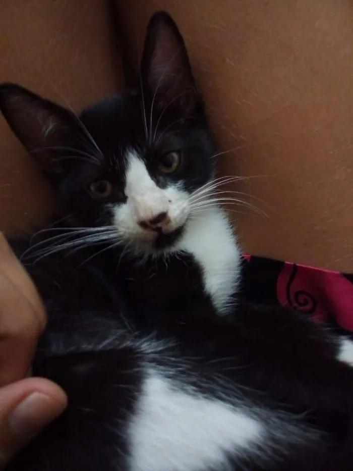 Gato ra a não sei idade 2 a 6 meses nome sem nome