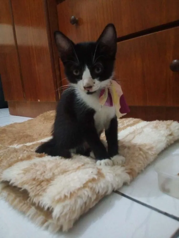 Gato ra a não sei idade 2 a 6 meses nome sem nome