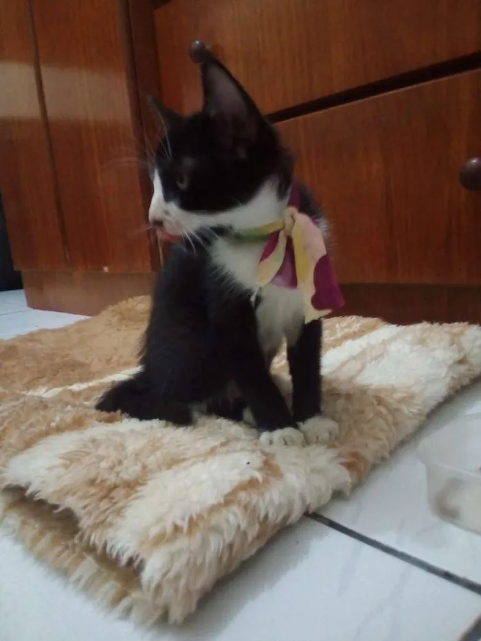 Gato ra a não sei idade 2 a 6 meses nome sem nome