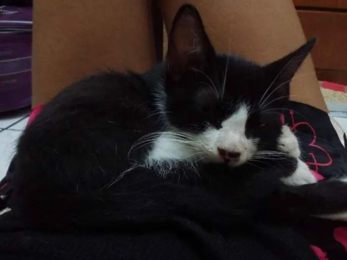 Gato ra a não sei idade 2 a 6 meses nome sem nome