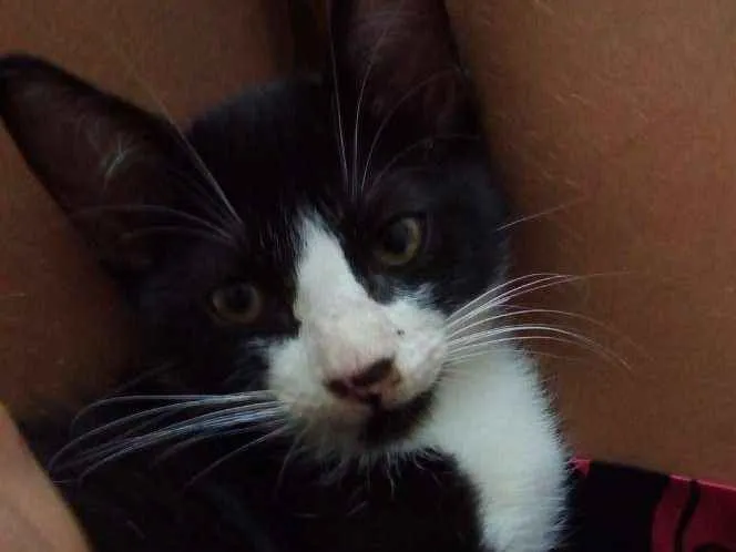 Gato ra a não sei idade 2 a 6 meses nome sem nome